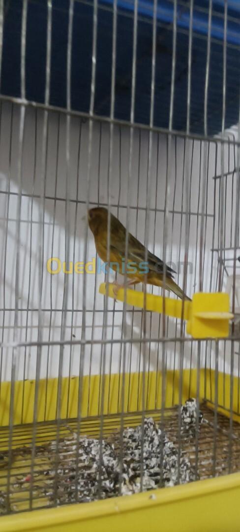 canari clasique porteur jaspe