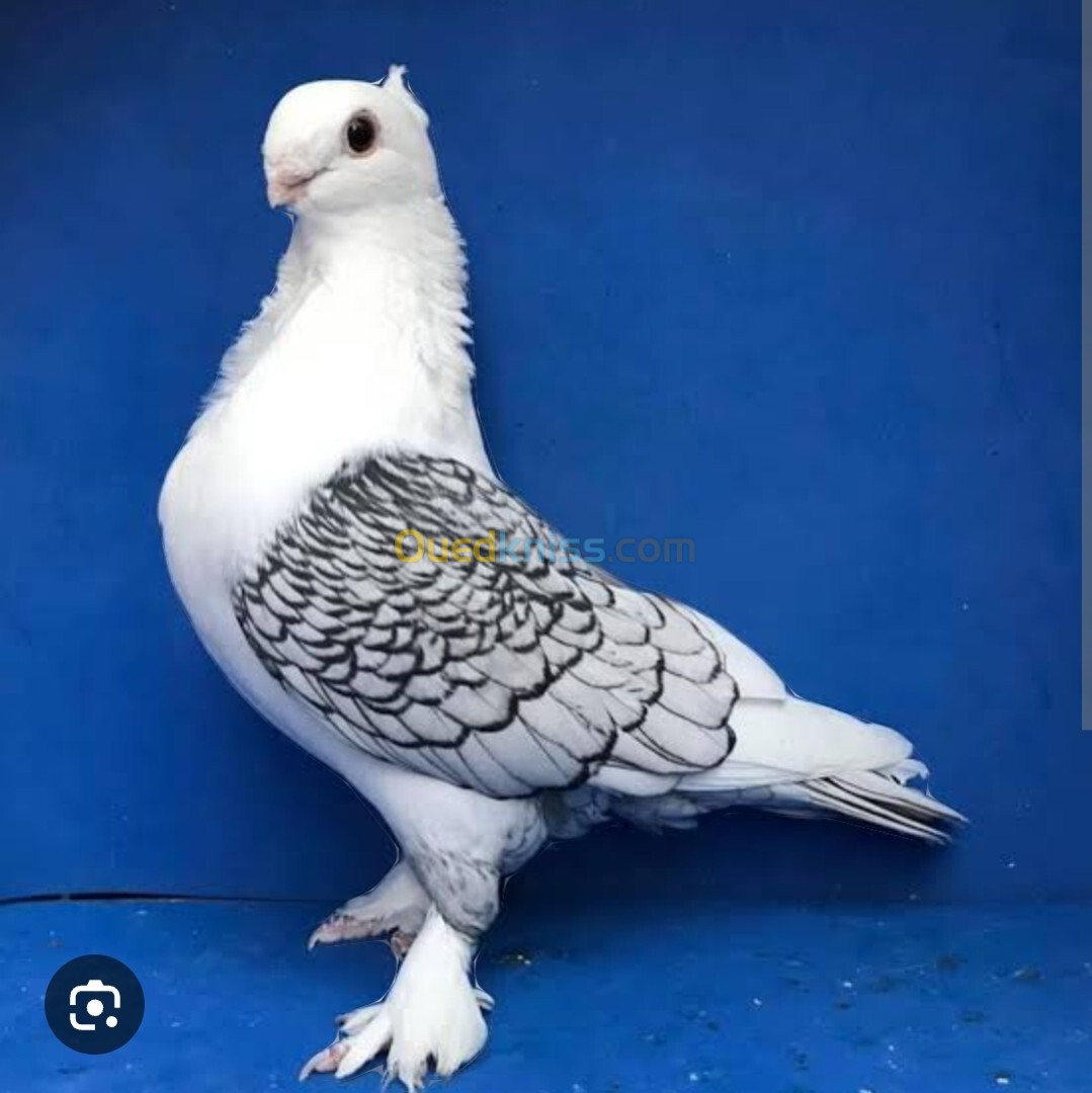 Vent pigeon satinette