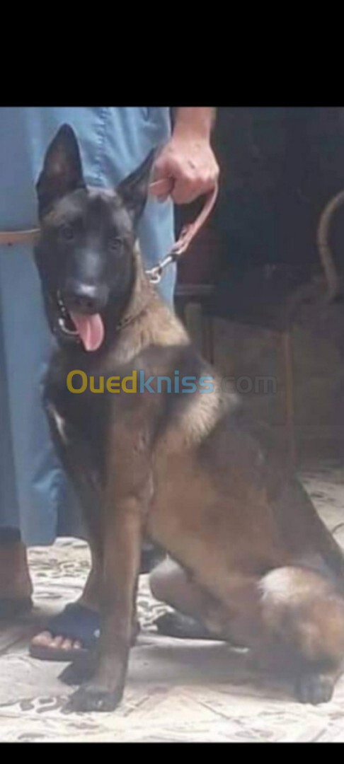 Chien malinois charboni