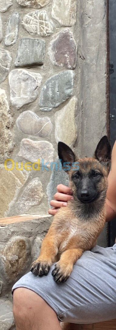 Chien malinois masque noir la pure race