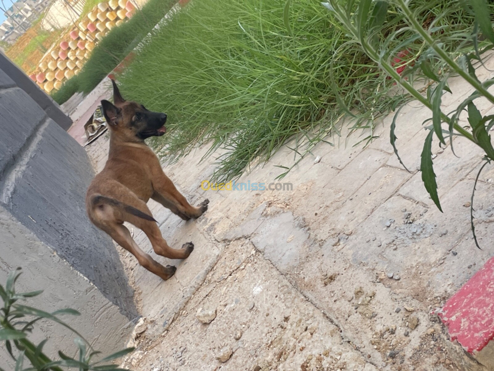 Chien malinois pure race