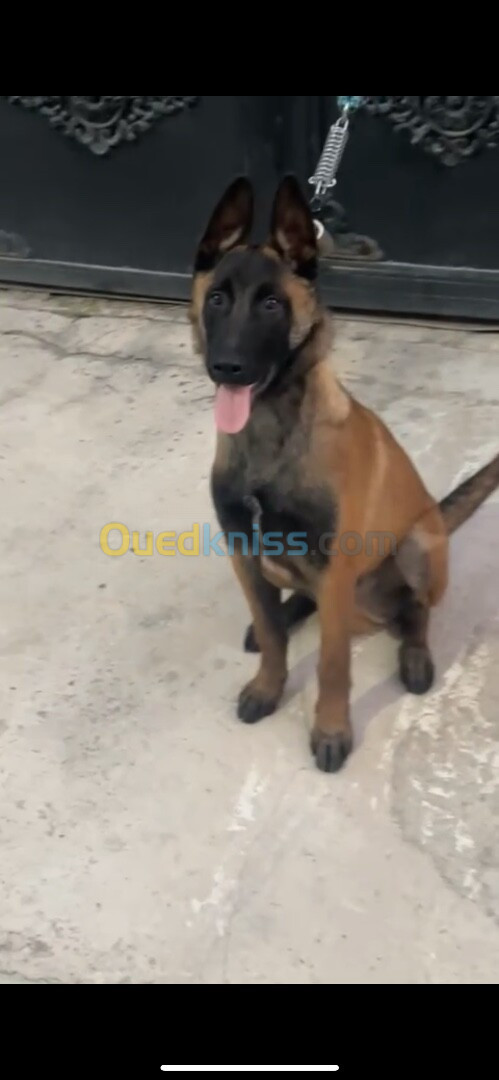 Malinois male 6 mois