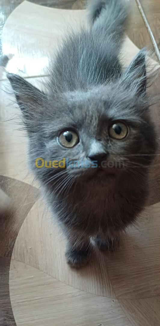 Chat angora cherazi gris