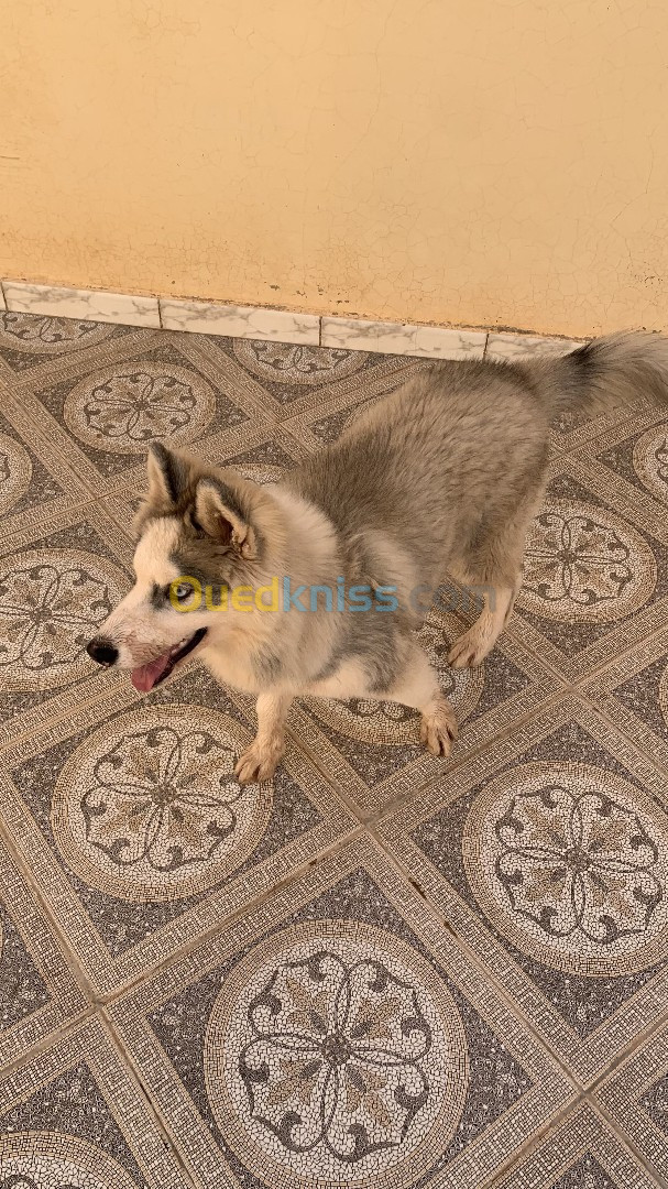 a vendre chien husky 