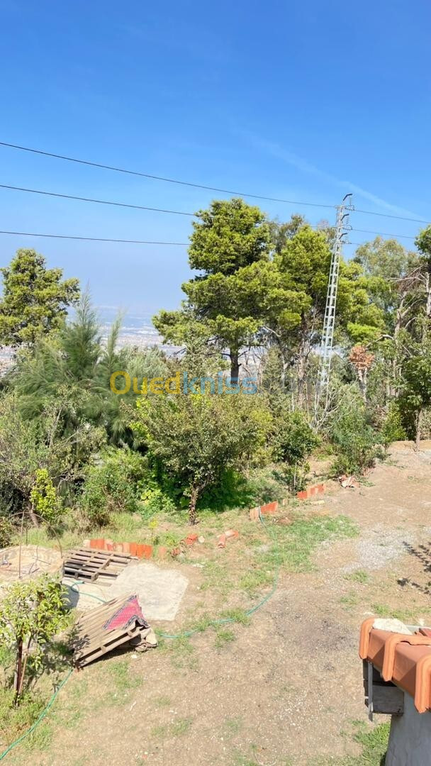 Vente Terrain Blida Blida