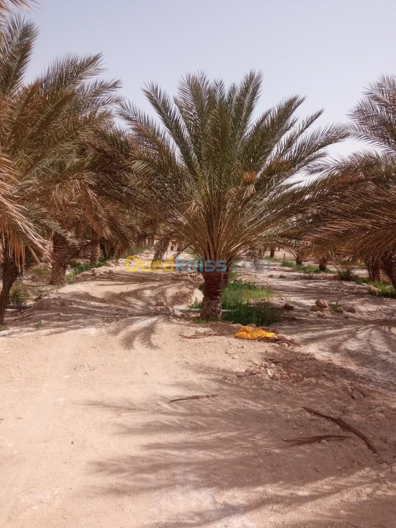 Vente Terrain Agricole Biskra Lioua