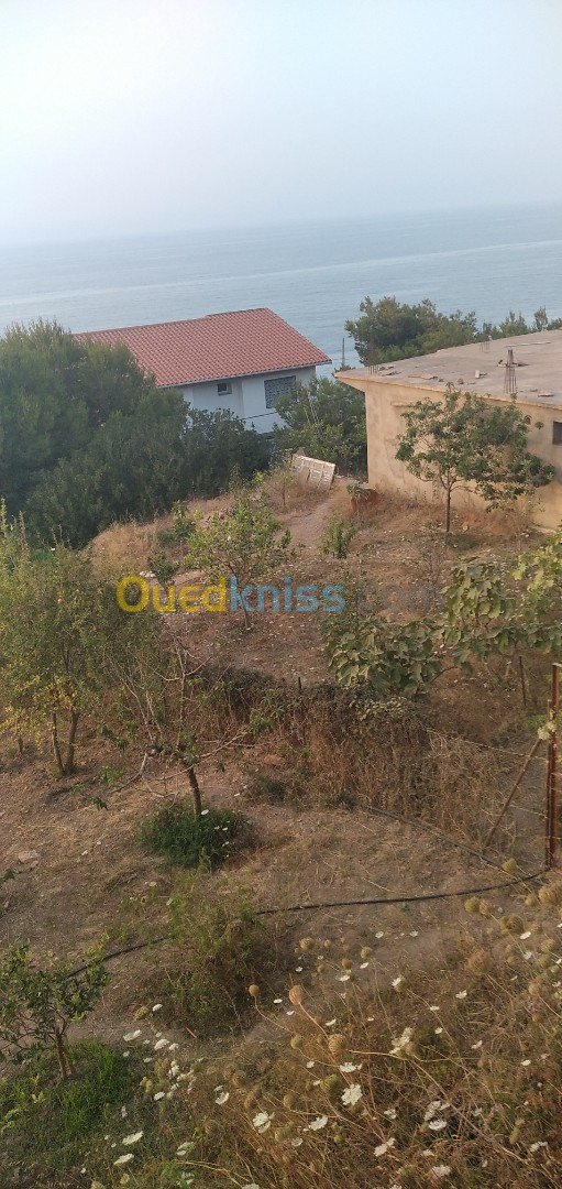 Vente Terrain Tipaza Larhat