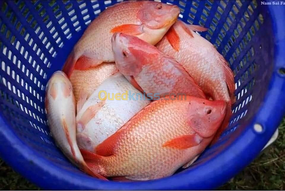 tilapia nilotica et rouge alevins et géniteurs