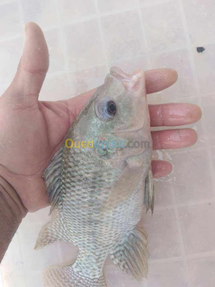 tilapia nilotica et rouge alevins et géniteurs