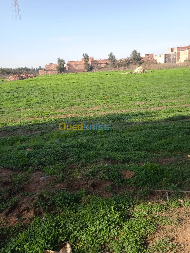 Vente Terrain Alger Sidi moussa