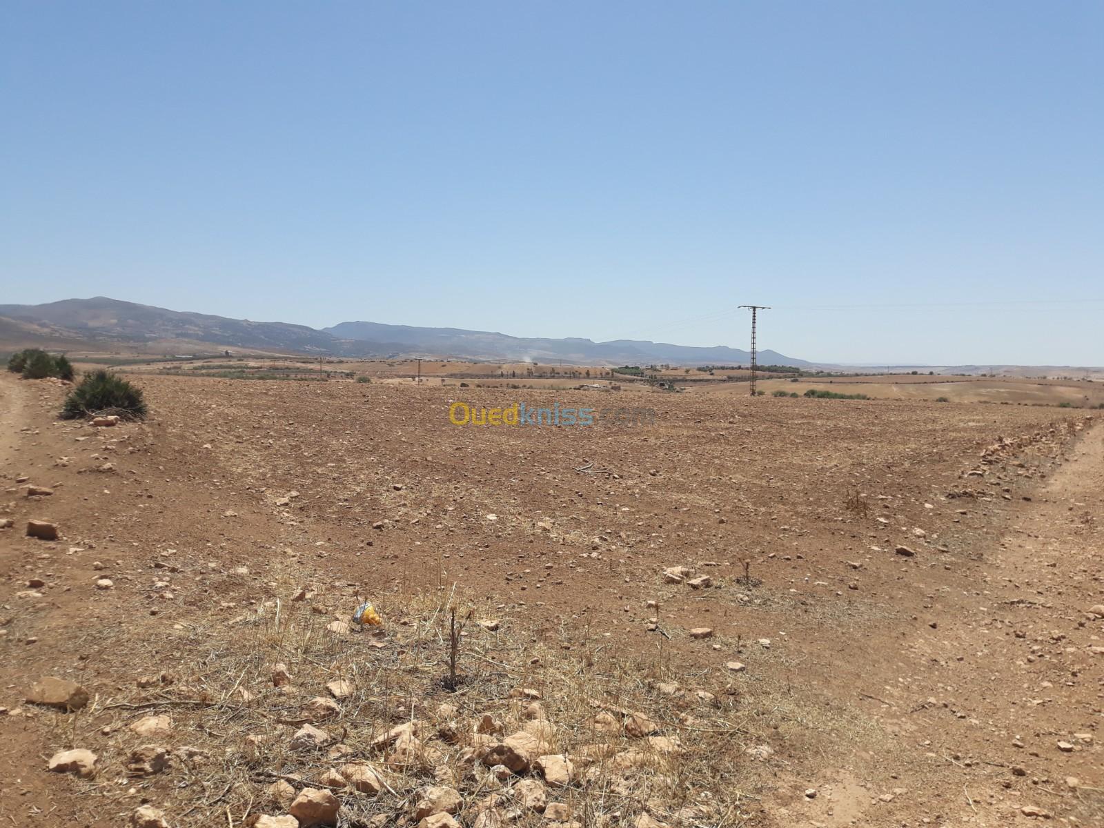 Vente Terrain Agricole Tlemcen Beni mester