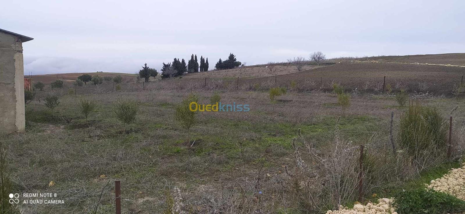 Vente Terrain Relizane El guettar