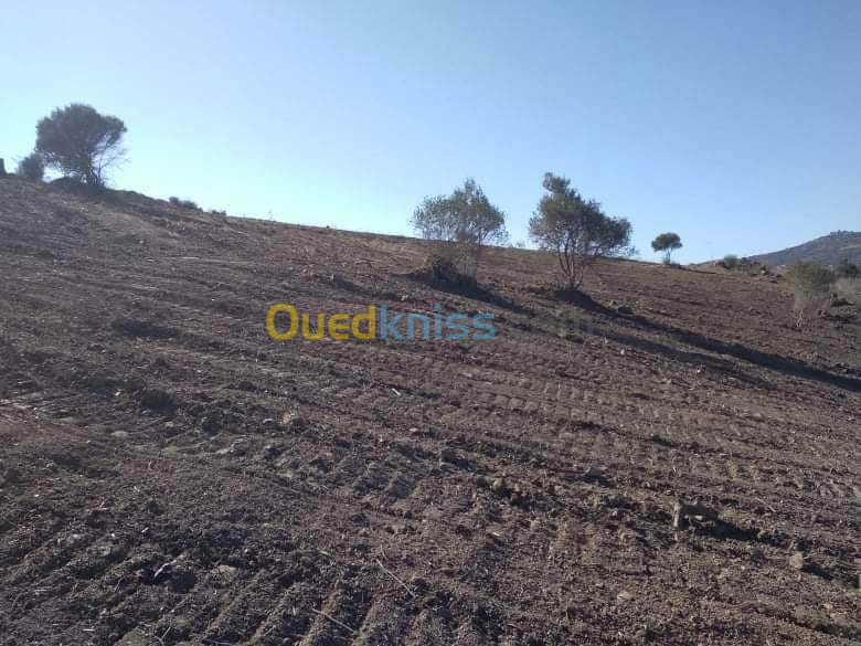 Vente Terrain Boumerdes Bouzegza keddara