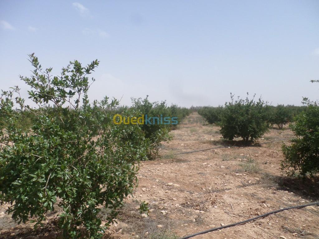 Vente Terrain Djelfa Hassi bahbah