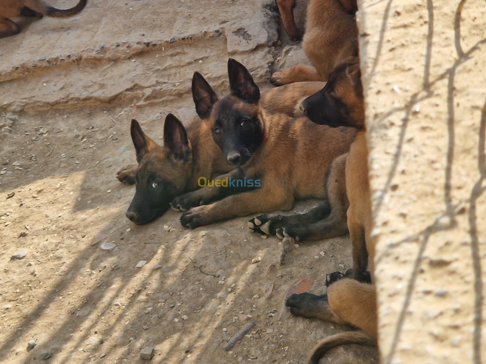 Chiot malinois 