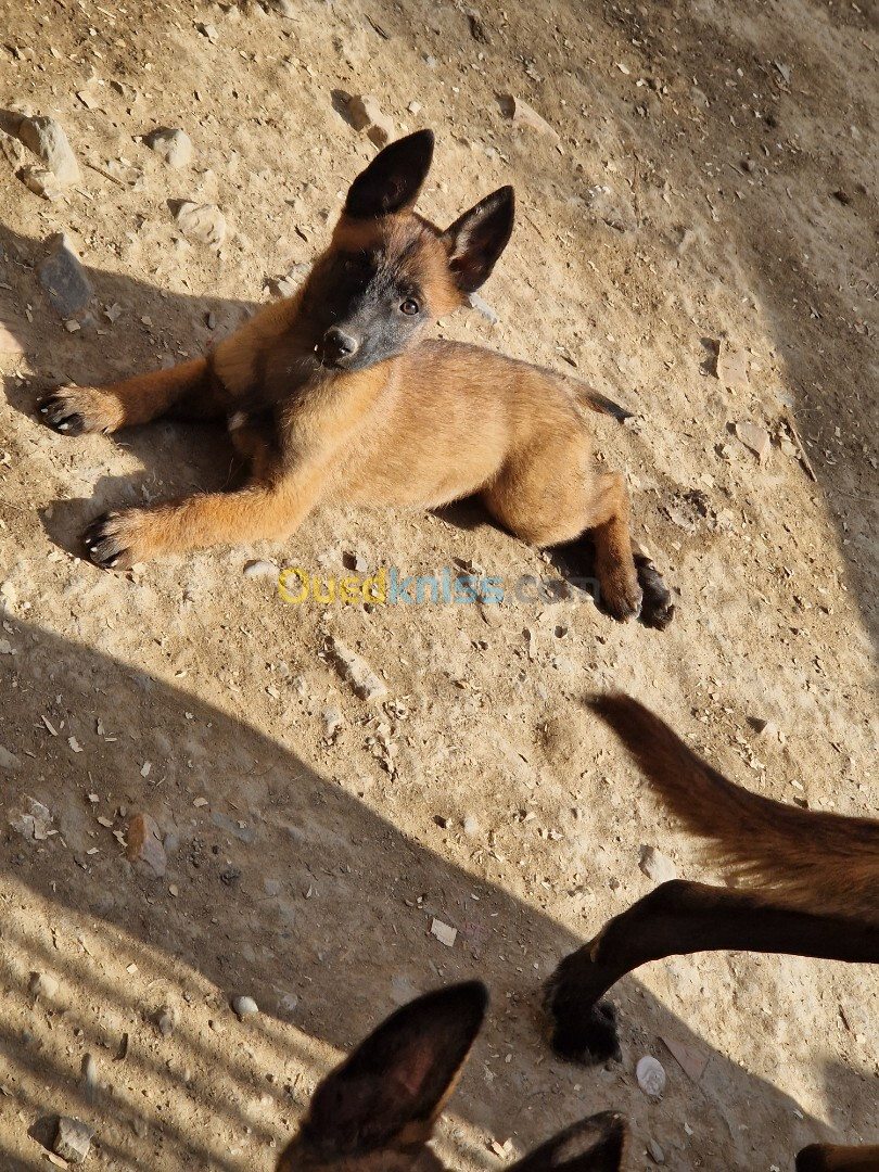 Chiot malinois 