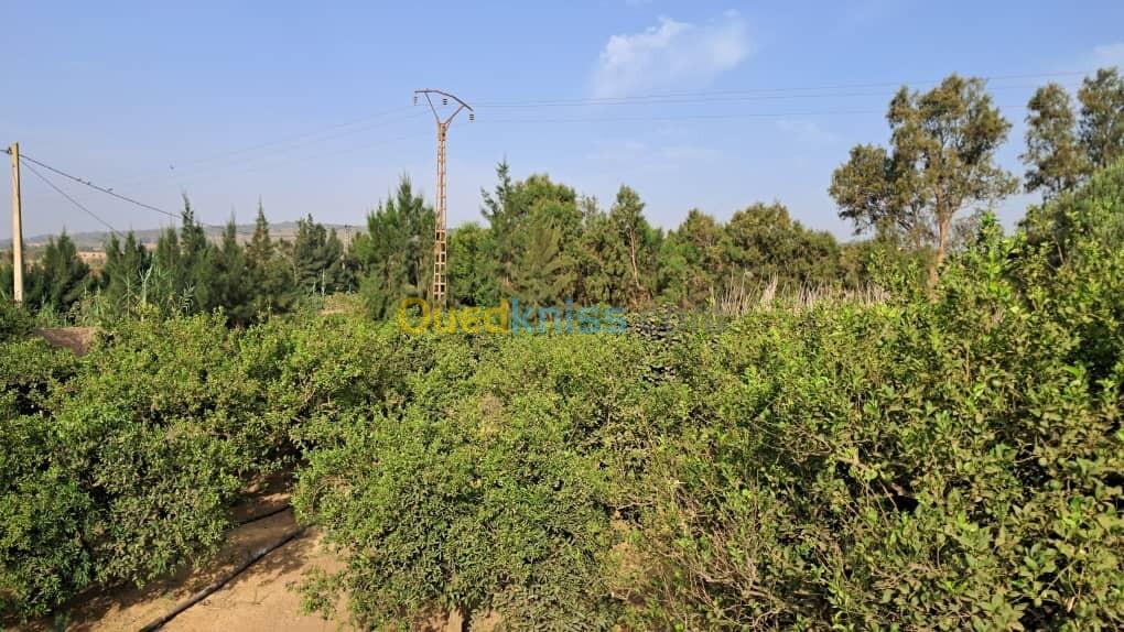 Vente Terrain Mostaganem Ouled el kheir