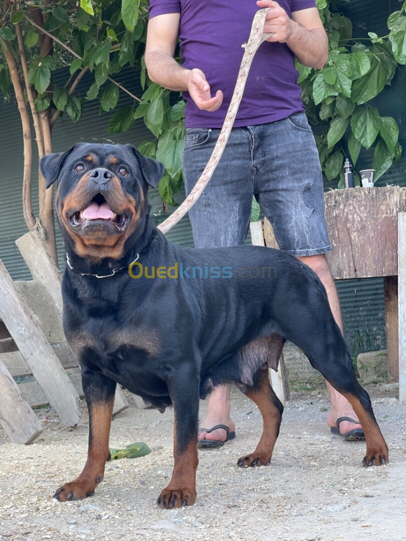 rottweiler 