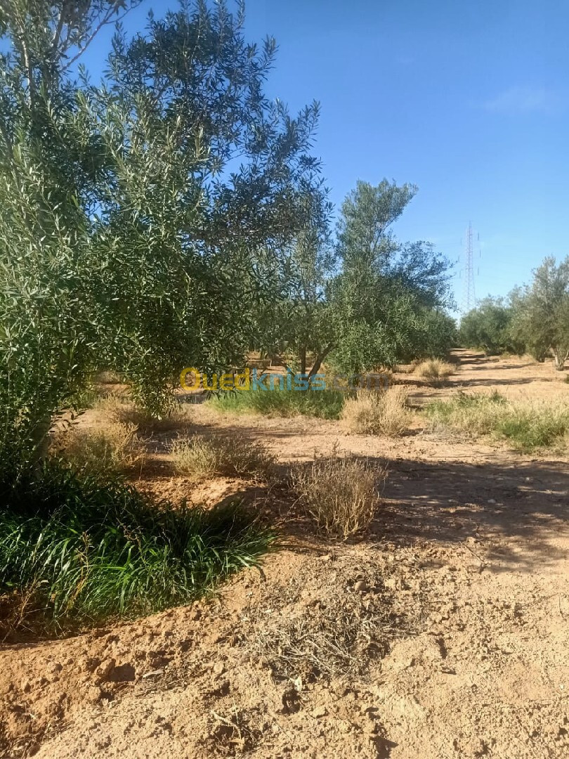 Vente Terrain Agricole Biskra Biskra