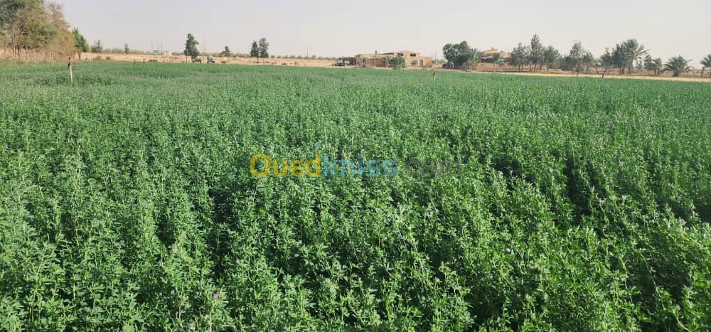 Vente Terrain Agricole Biskra Biskra