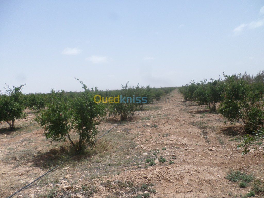 Vente Terrain Djelfa Hassi bahbah