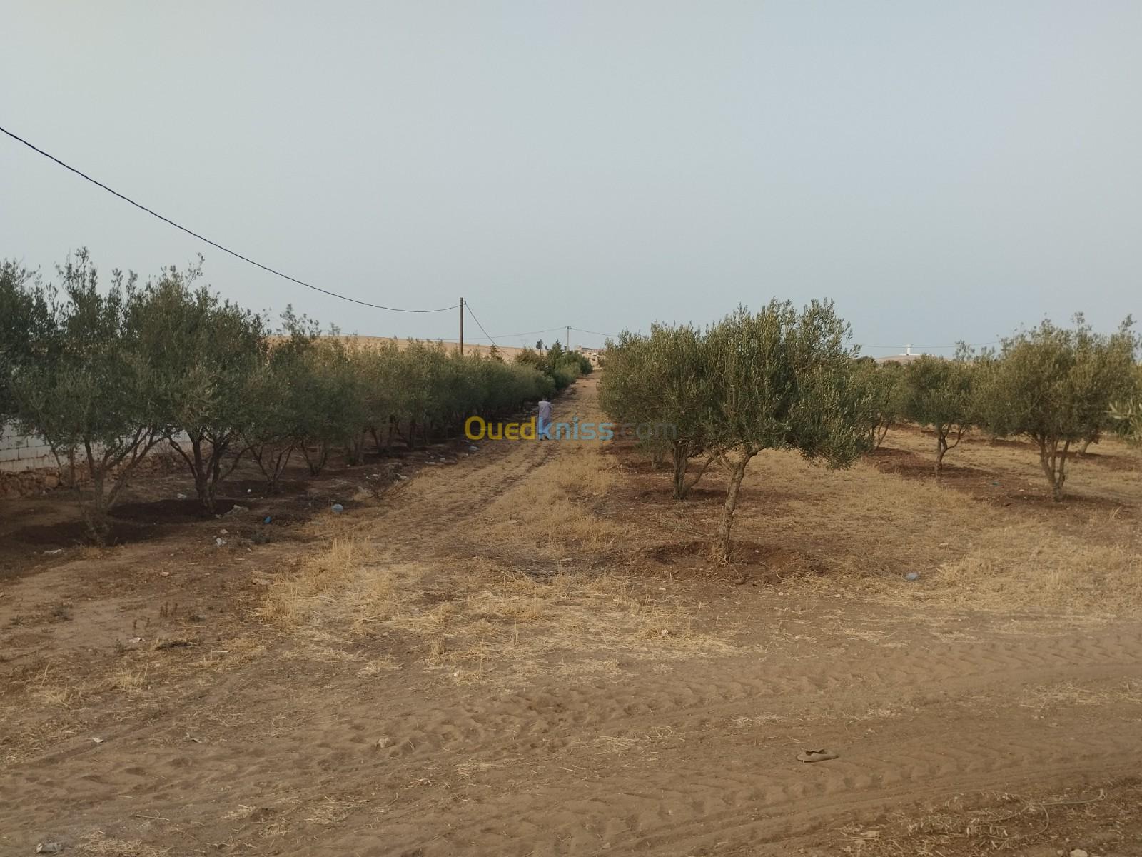 Vente Terrain Sidi bel abbes Zerouala