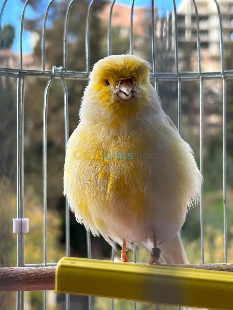 Canari Gloster Male adulte 22 