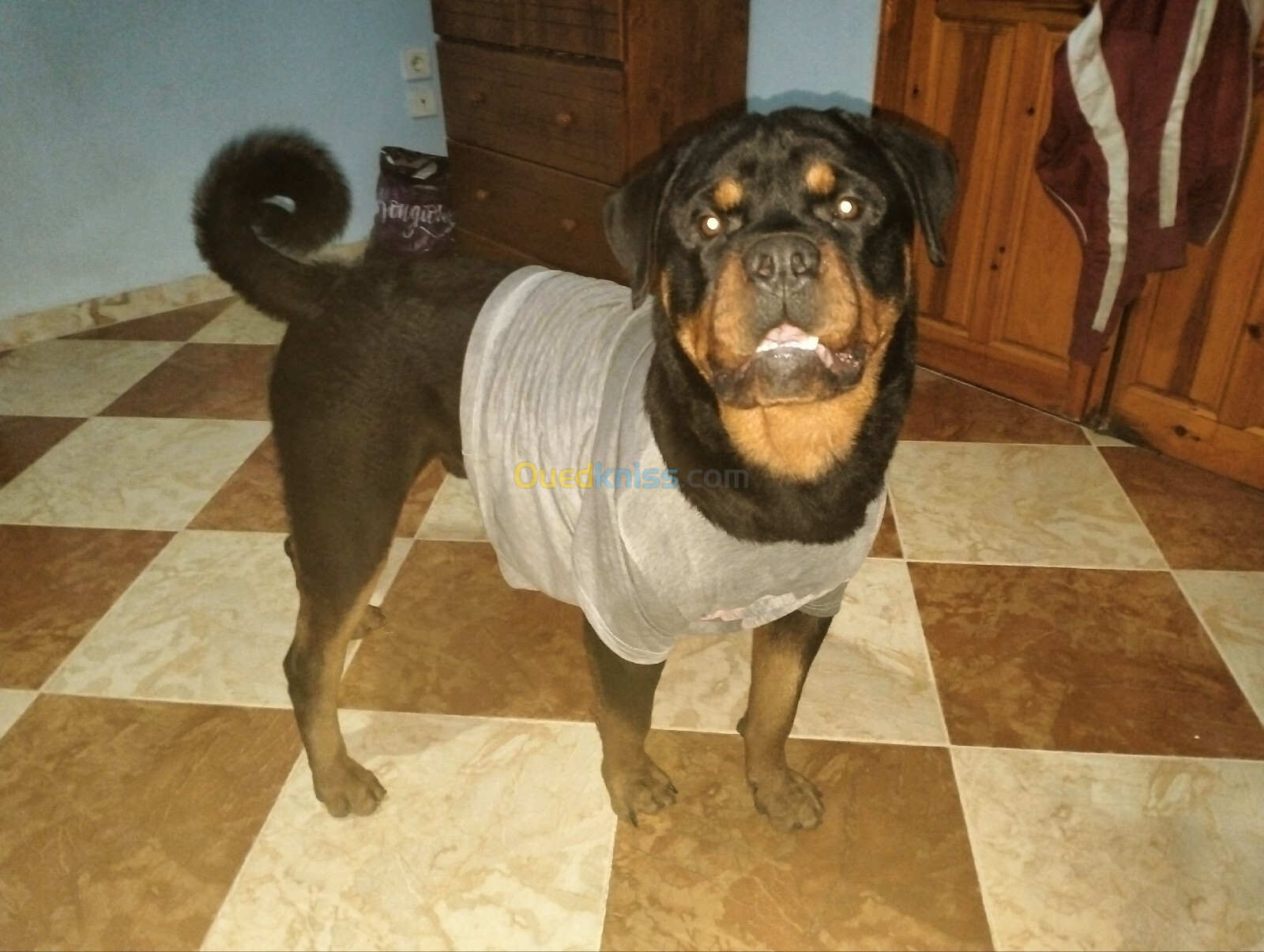 Un mâle rottweiler serbie