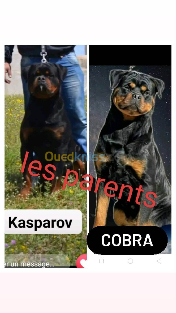 Un mâle rottweiler serbie