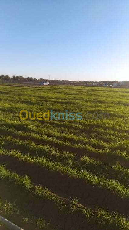 Vente Terrain Agricole Biskra El haouch