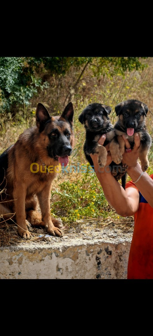 Top chiots berger allemand 