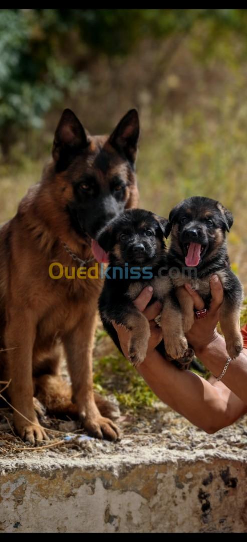 Top chiots berger allemand 