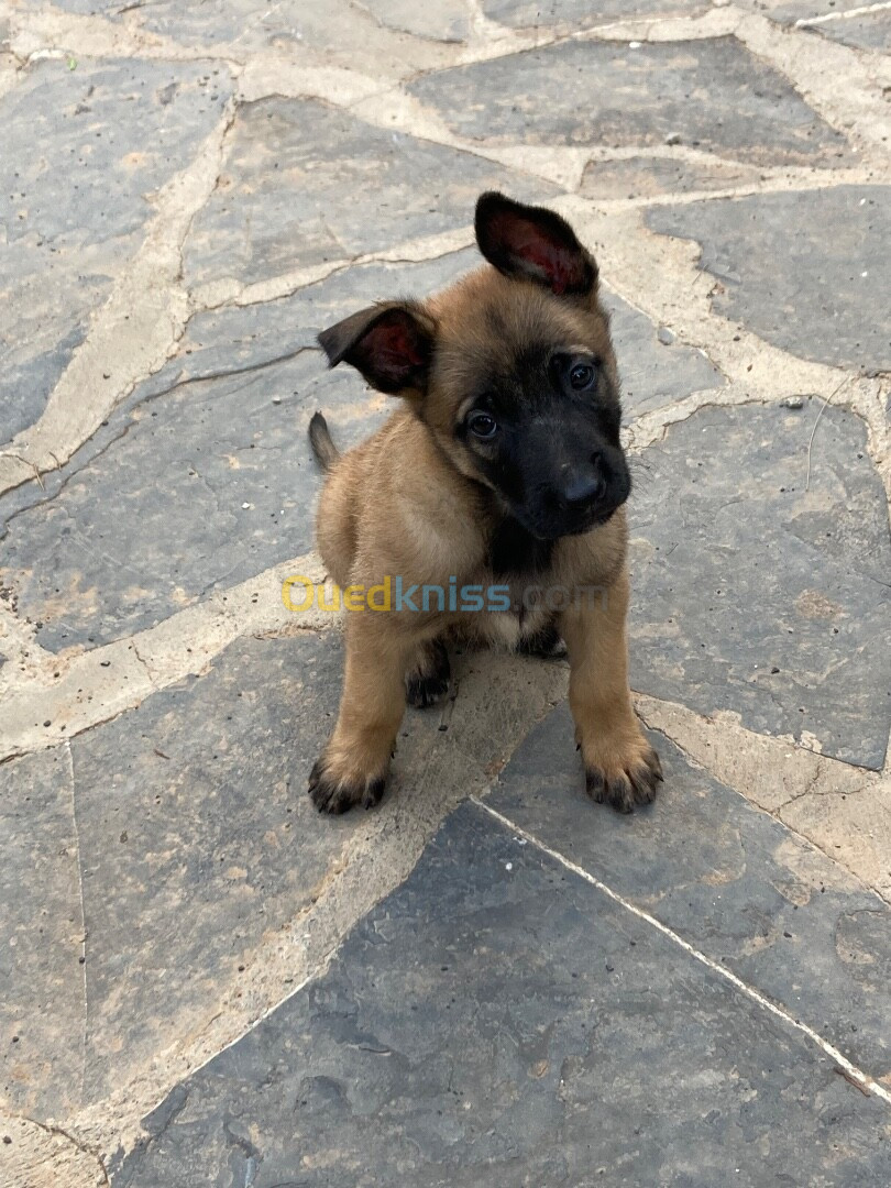 Malinois charbonné