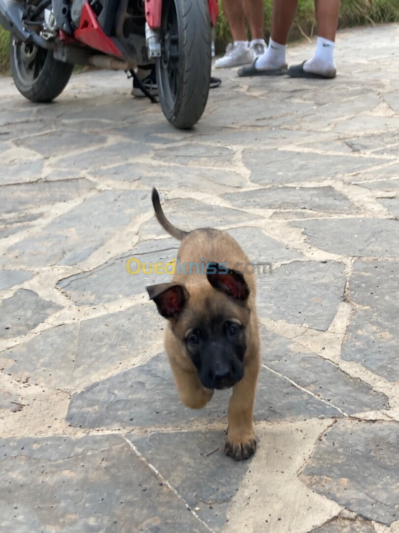 Malinois charbonné