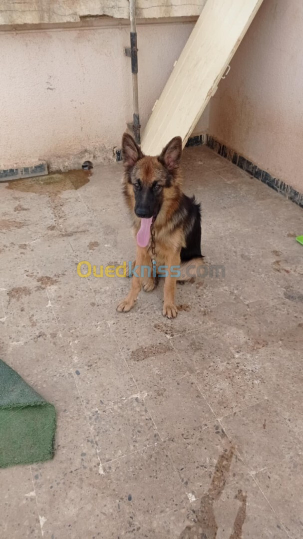 Deux chiens de berger allemand