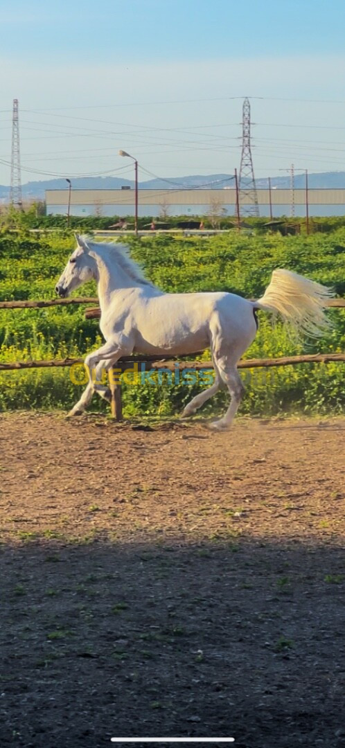 Jument à vendre حصان للبيع