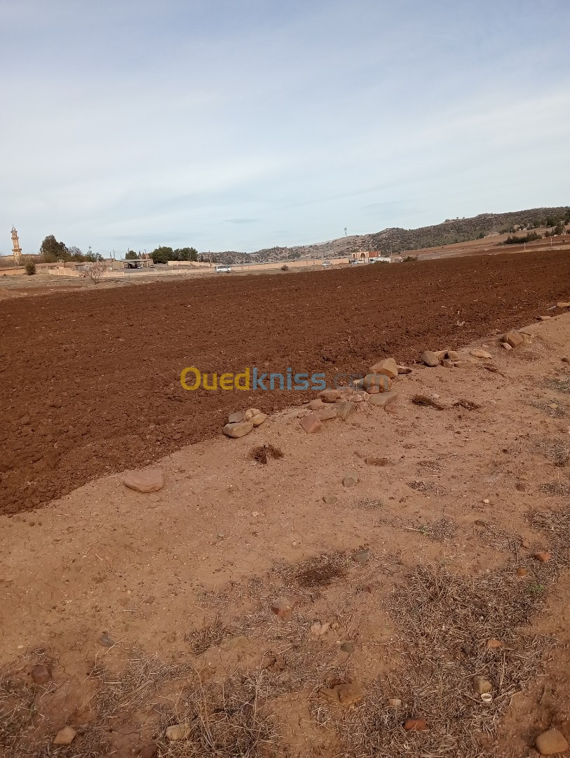 Vente Terrain Agricole Médéa Beni slimane