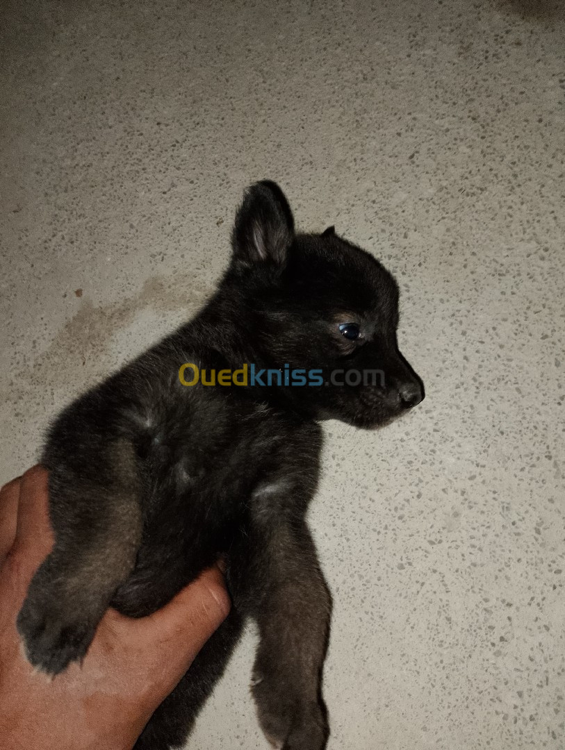 Chiot malinois bleus 