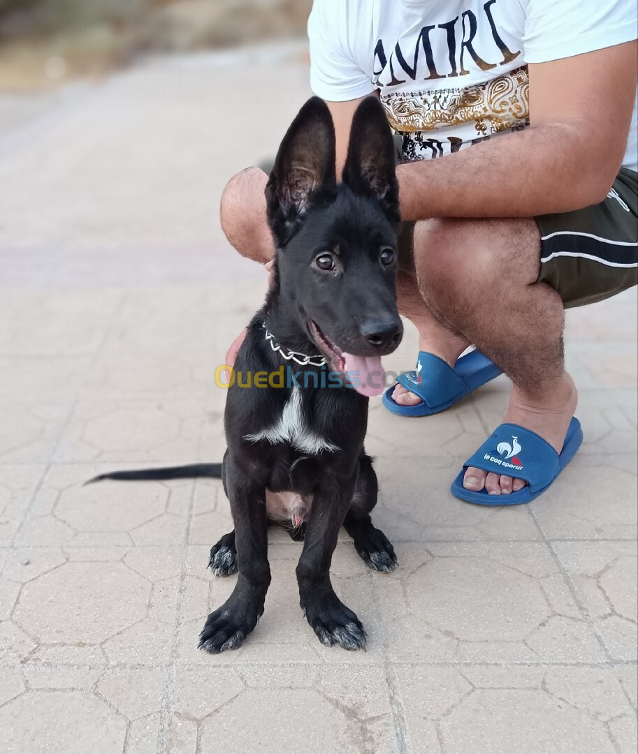 Chien malinois noire