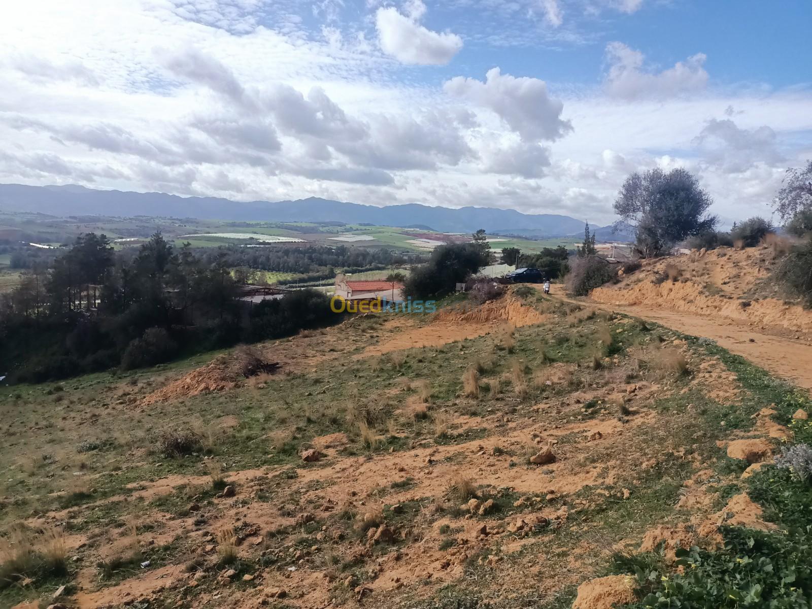 Vente Terrain Agricole Tipaza Nador