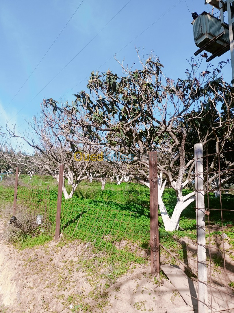 Vente Terrain Agricole Tipaza Fouka