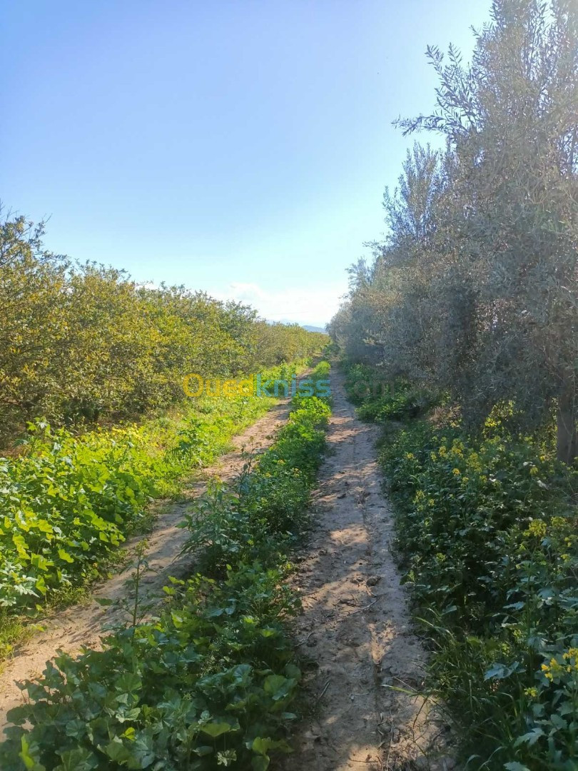 Vente Terrain Agricole Aïn Defla Khemis miliana