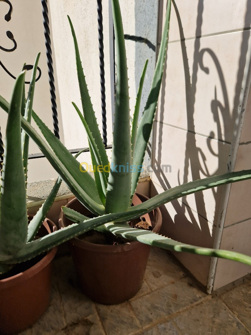 Plants Aloe Vera Barbadensis 