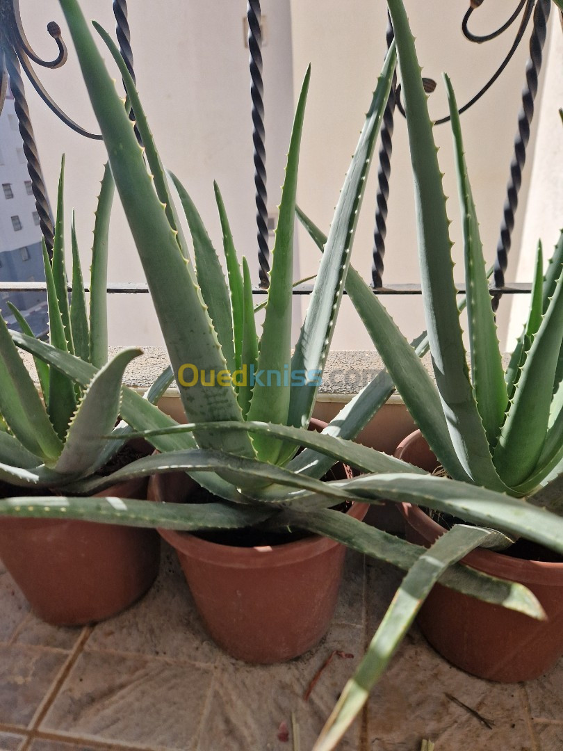 Plants Aloe Vera Barbadensis 