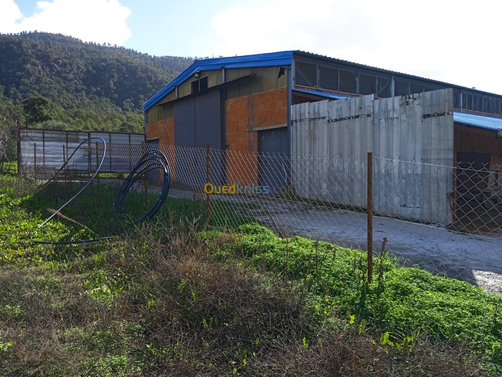 Location Hangar Tizi Ouzou Azazga