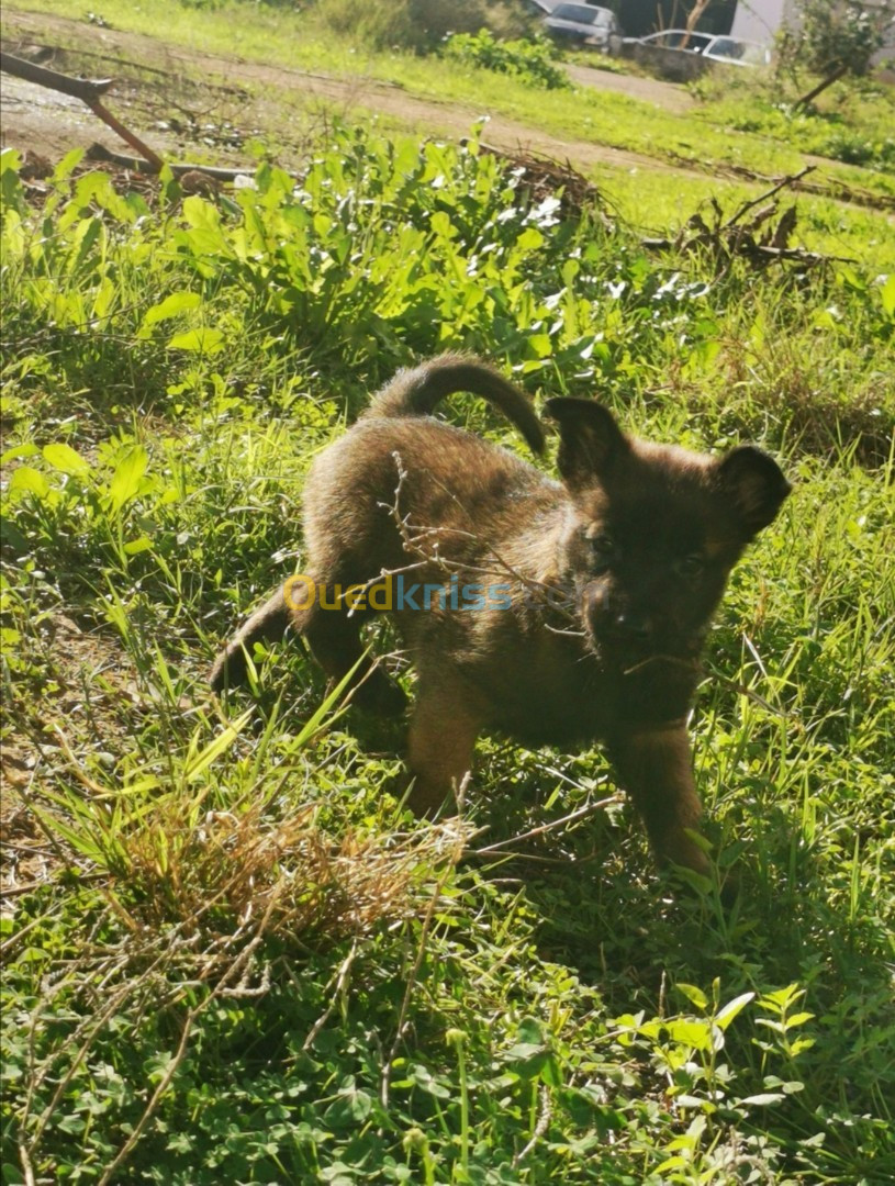 Des chiots malinois mâles et une femelle masque noire agé 46 jours.