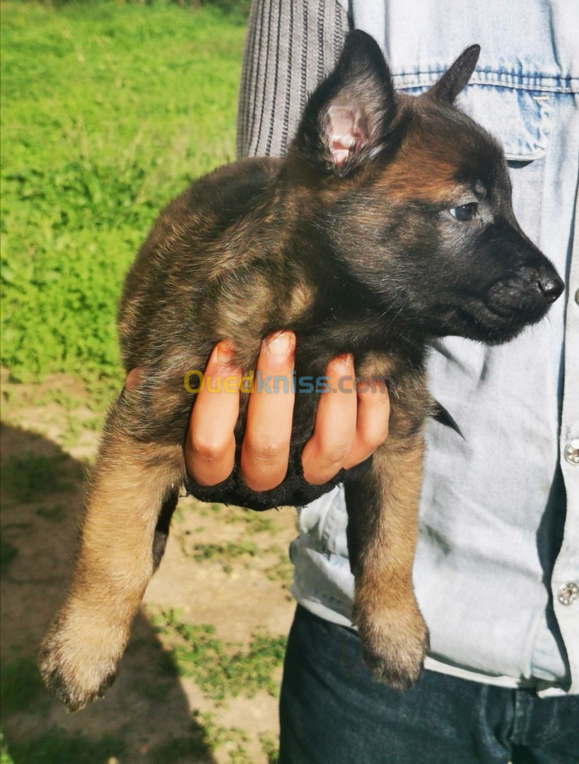 Des chiots malinois mâles et une femelle masque noire agé 46 jours.