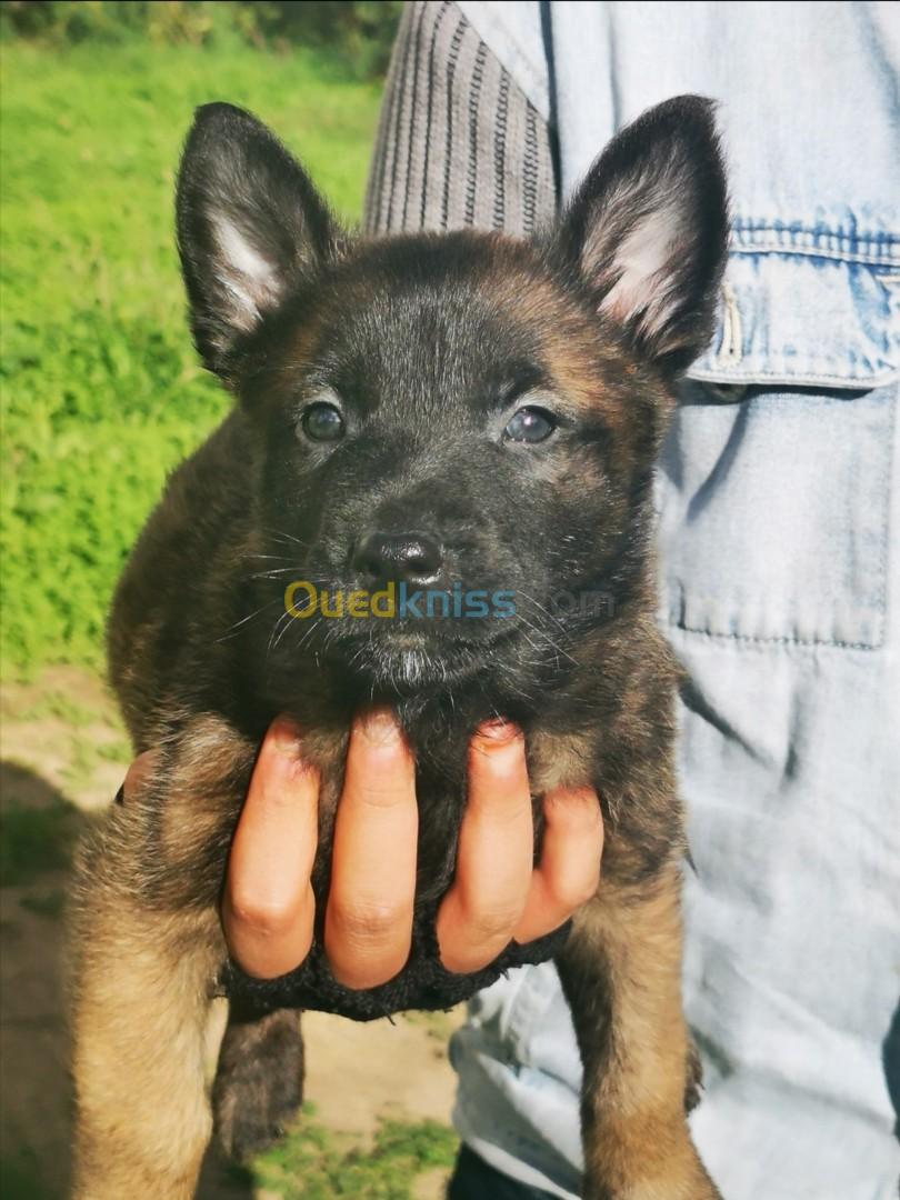 Des chiots malinois mâles et une femelle masque noire agé 46 jours.