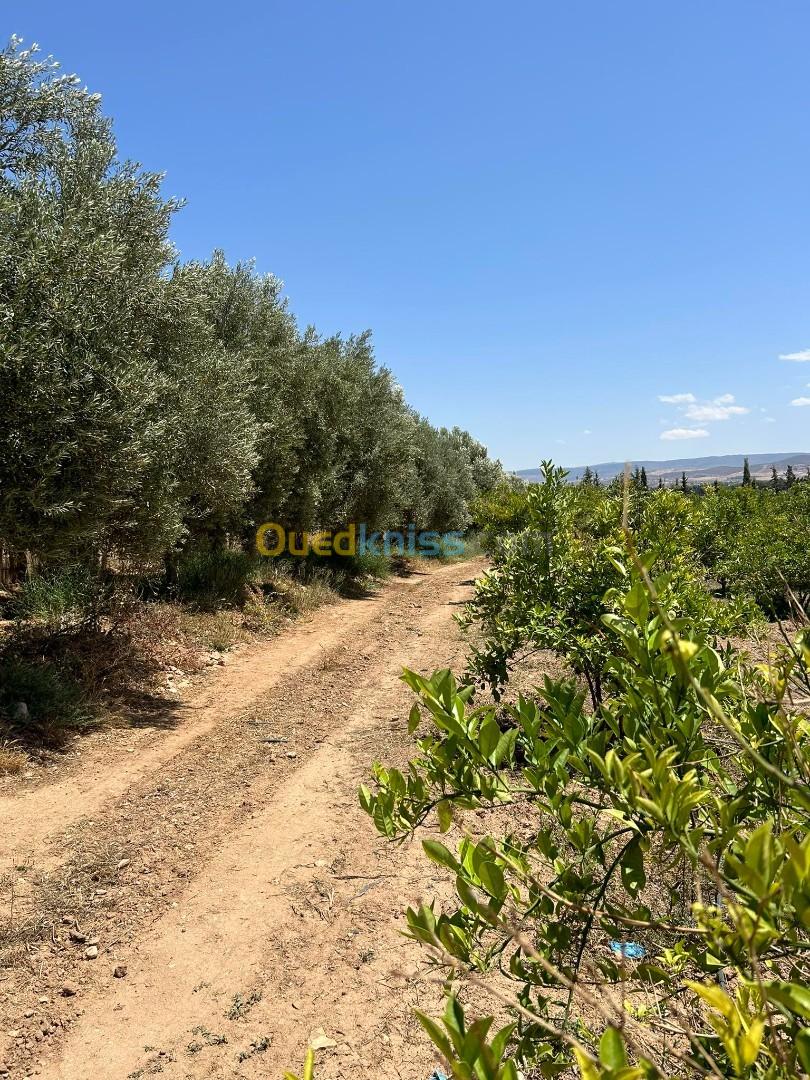 Vente Terrain Agricole Tlemcen Hennaya