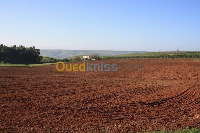 Vente Terrain Agricole Oran Oran